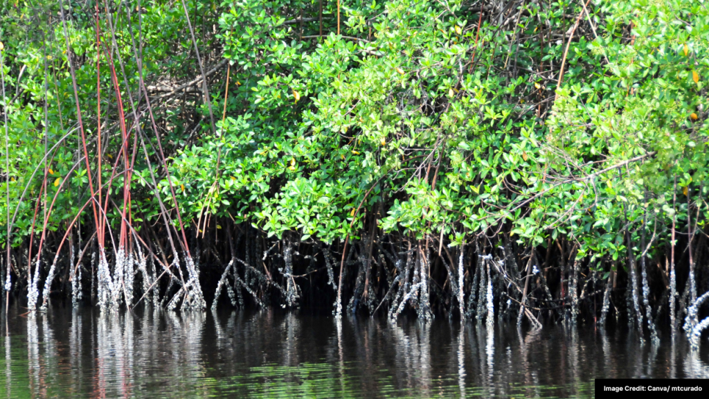 biomassa mangrove