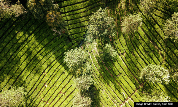 drone untuk agrikultur
